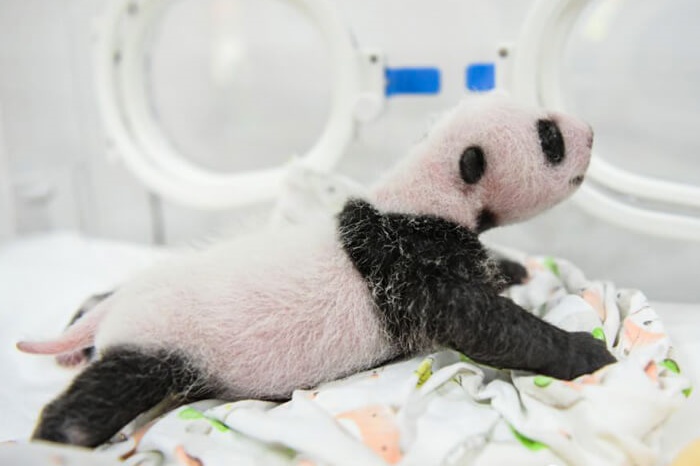 Chengdu Panda Base Welcomes Newborn Panda Cubs