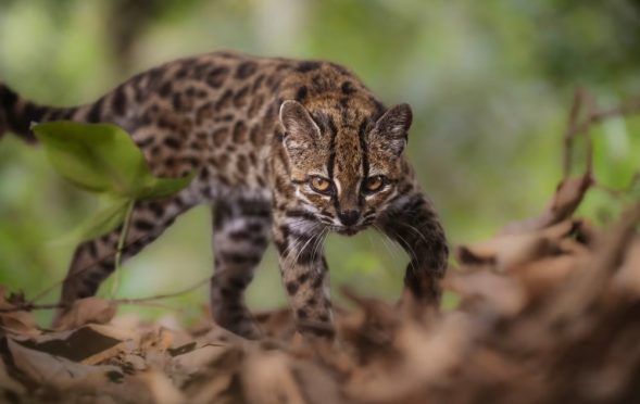 Scientists Discover New Cat Species in Bolivia With a Leopard-Like Appearance
