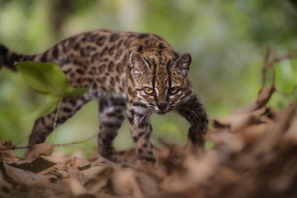 Scientists Discover New Cat Species in Bolivia With a Leopard-Like Appearance